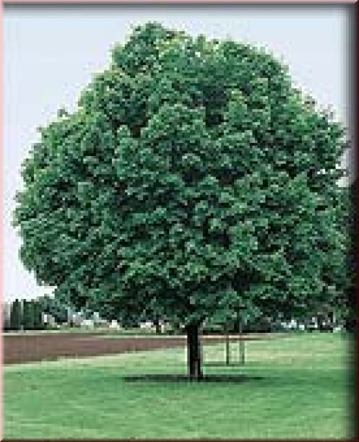 Acer platanoides 'Cleveland'